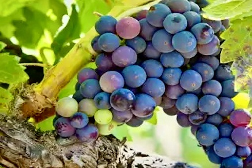 Zinfandel wine grape