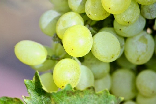Chardonnay wine grape