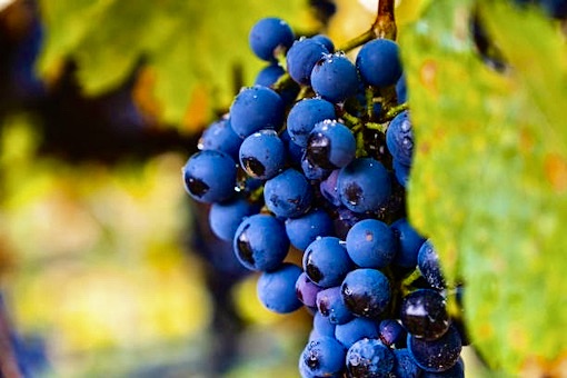 Malbec wine grape